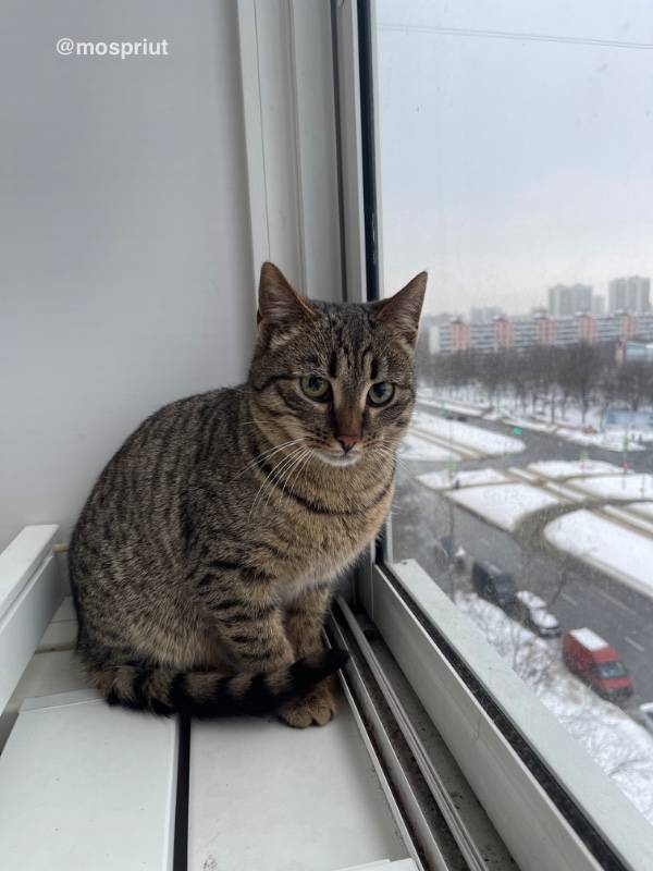 кошка Атом выпускник из приюта  для бездомных животных (собаки и кошки), Москва и Московская область