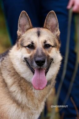 собака Тобик из приюта ищет дом