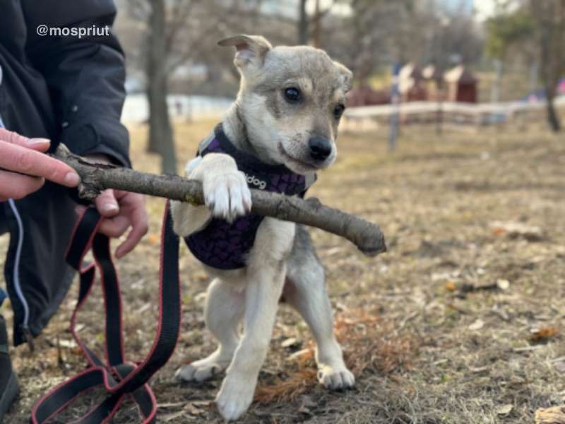 СОБАКА ЛЮДМИЛКА  из приюта Щербинка для бездомных животных, Москва и Московская область | mospriut