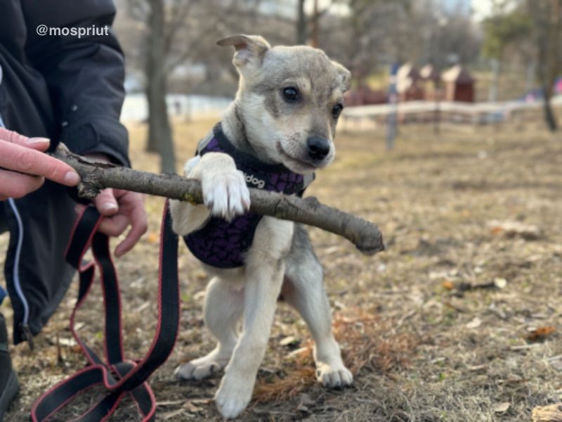 СОБАКА ЛЮДМИЛКА  из приюта Щербинка для бездомных животных, Москва и Московская область | mospriut