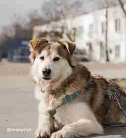 Приют для бездомных животных в Москве и Московской области | Взять собаку или кошку из приюта - mospriut