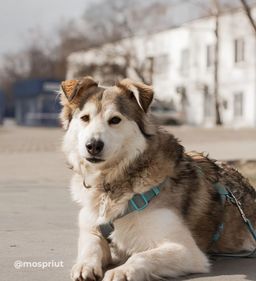 собака Луна из приюта ищет дом