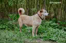 Приют для бездомных животных в Москве и Московской области | Взять собаку или кошку из приюта - mospriut