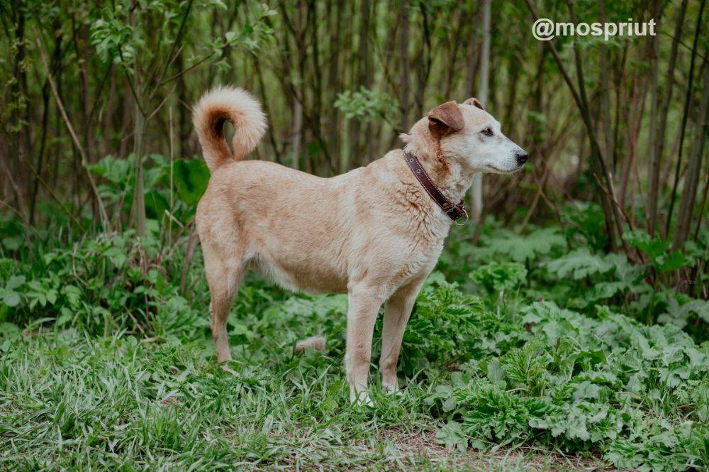 собака Агата выпускница из приюта  для бездомных животных (собаки и кошки), Москва и Московская область