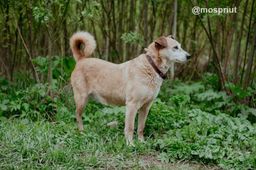 собака Агата из приюта ищет дом