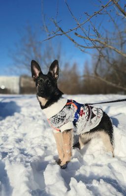 собака Луша из приюта ищет дом