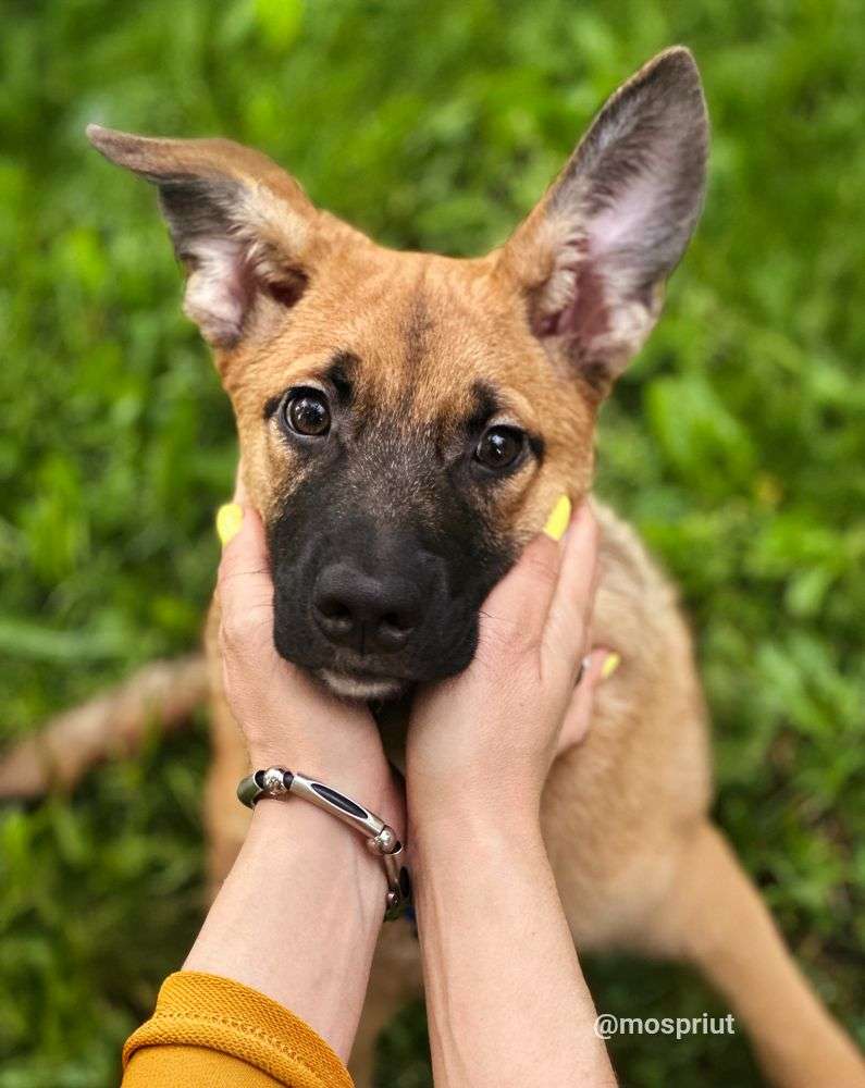 СОБАКА МАЛИНКА  из приюта Щербинка для бездомных животных, Москва и Московская область | mospriut