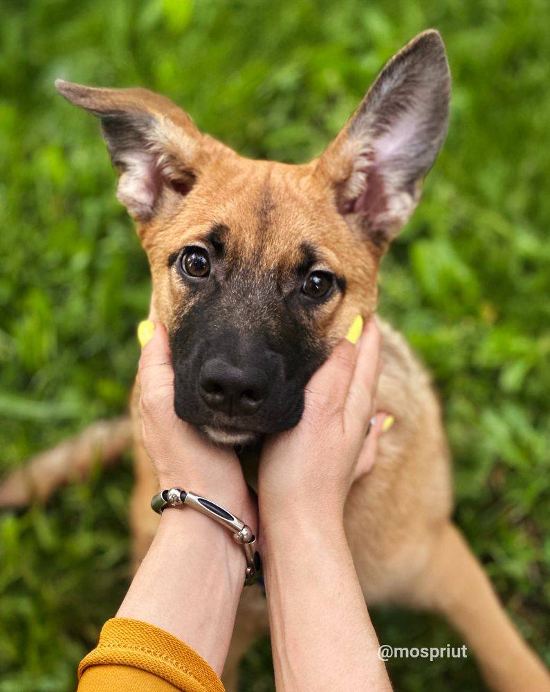 собака Малинка выпускник приюта для бездомных животных