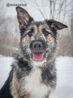 собака Рози из приюта ищет дом