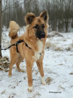 собака Сириус из приюта ищет дом