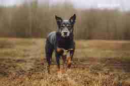 Приют для бездомных животных в Москве и Московской области | Взять собаку или кошку из приюта - mospriut