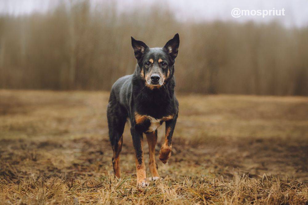 собака Макс выпускник приюта для бездомных животных