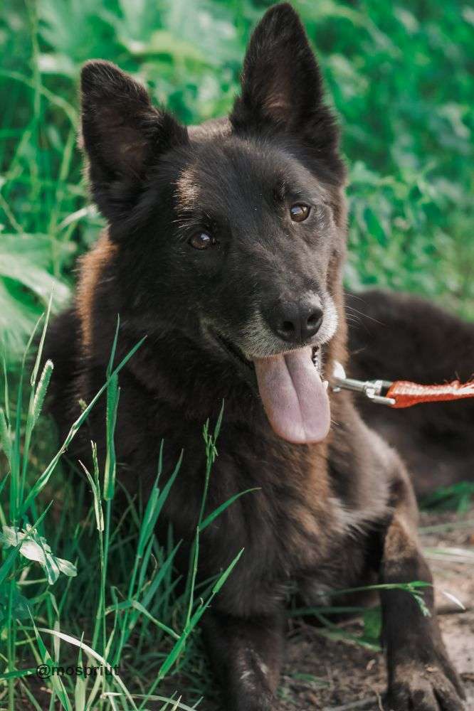 СОБАКА МИША  из приюта Щербинка для бездомных животных, Москва и Московская область | mospriut