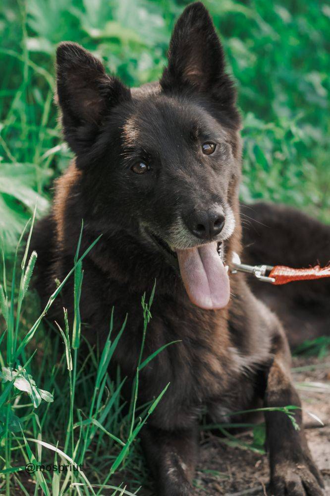 собака Миша выпускник приюта для бездомных животных
