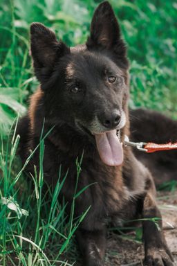 собака Миша из приюта ищет дом