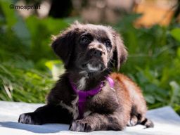 собака Вайлет из приюта ищет дом