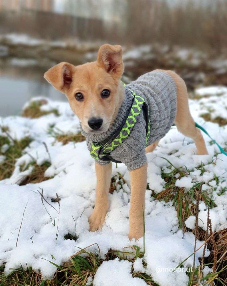 СОБАКА НИКОЛЬ  из приюта Щербинка для бездомных животных, Москва и Московская область | mospriut