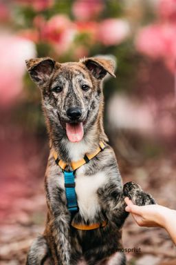 собака Чиззи из приюта ищет дом