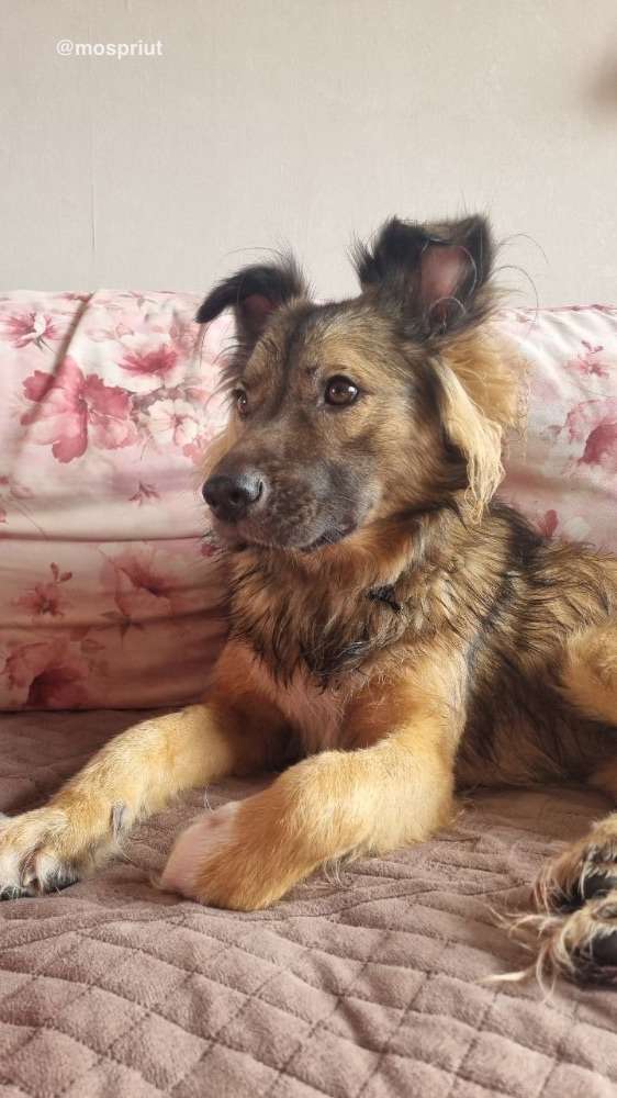 СОБАКА ЛЮТИК  из приюта Щербинка для бездомных животных, Москва и Московская область | mospriut