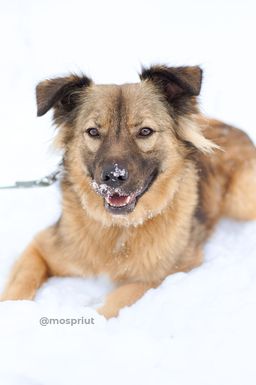 собака Лютик из приюта ищет дом