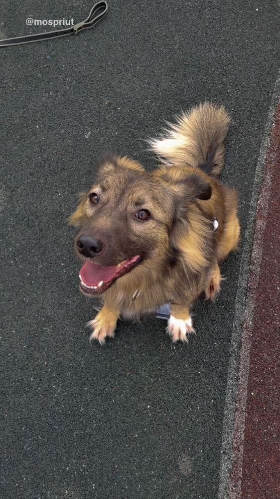 СОБАКА ЛЮТИК  из приюта Щербинка для бездомных животных, Москва и Московская область | mospriut