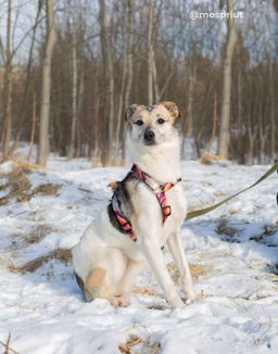 собака Гном из приюта ищет дом