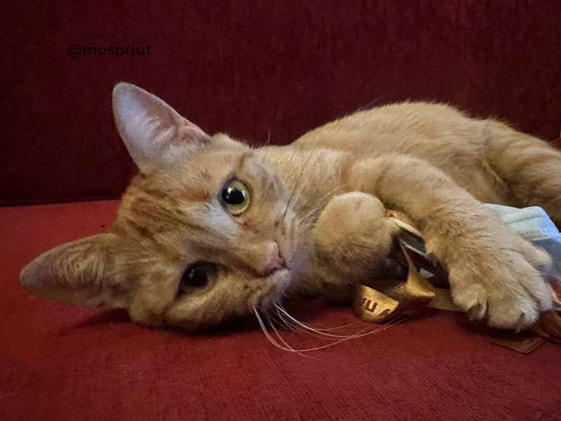 КОШКА ПШЕНКА  из приюта Щербинка для бездомных животных, Москва и Московская область | mospriut