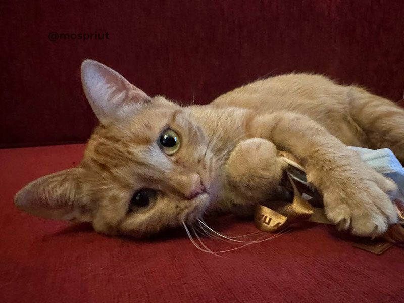 кошка Пшенка выпускник приюта для бездомных животных