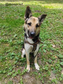 собака Марта из приюта ищет дом