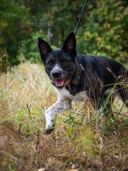 собака Сандра из приюта ищет дом