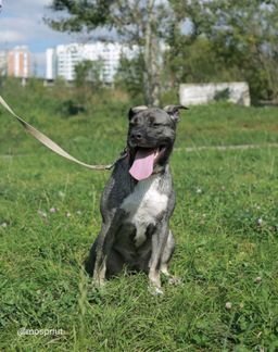 собака Ева из приюта ищет дом