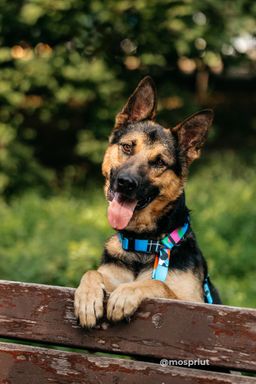 собака Грег из приюта ищет дом