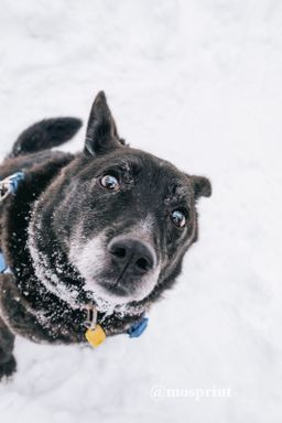 собака Черни из приюта ищет дом