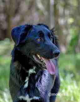 Приют для бездомных животных в Москве и Московской области | Взять собаку или кошку из приюта - mospriut