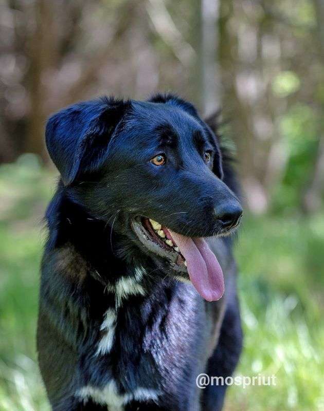 СОБАКА САНЯ  из приюта Щербинка для бездомных животных, Москва и Московская область | mospriut