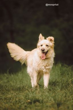 собака Вилли из приюта ищет дом