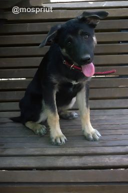 собака Гектор из приюта ищет дом