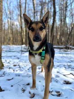 собака Шерри из приюта ищет дом