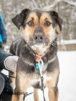 собака Марли из приюта ищет дом