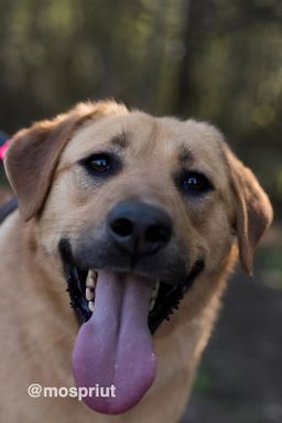 собака Либерти из приюта ищет дом