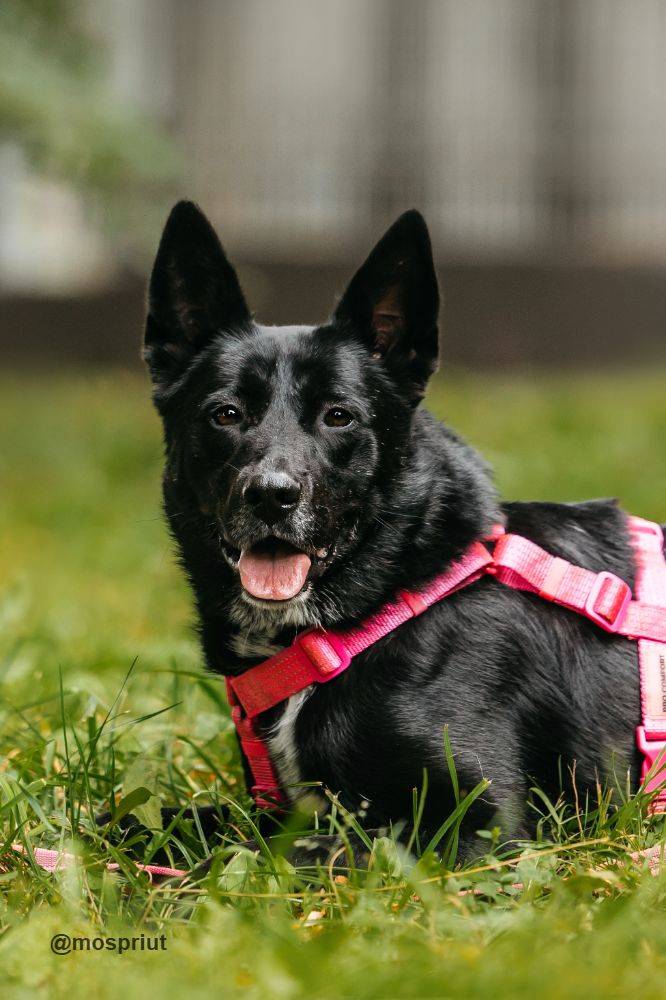 собака Глаша выпускница из приюта  для бездомных животных (собаки и кошки), Москва и Московская область