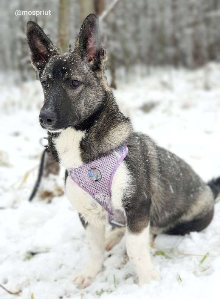 СОБАКА КОРА  из приюта Щербинка для бездомных животных, Москва и Московская область | mospriut