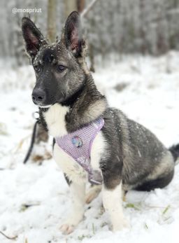 собака Кора из приюта ищет дом