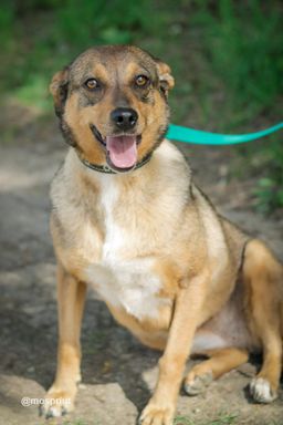 собака Ирма из приюта ищет дом