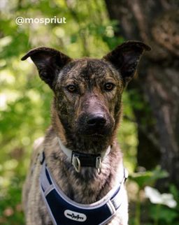 собака Ариша из приюта ищет дом