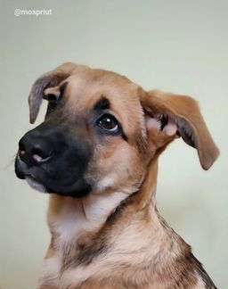 собака Шелли из приюта ищет дом