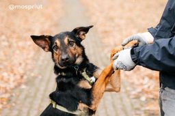 собака Такер  из приюта ищет дом
