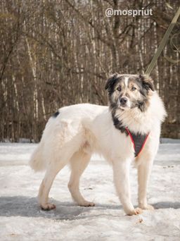 собака Крис из приюта ищет дом