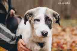 Приют для бездомных животных в Москве и Московской области | Взять собаку или кошку из приюта - mospriut