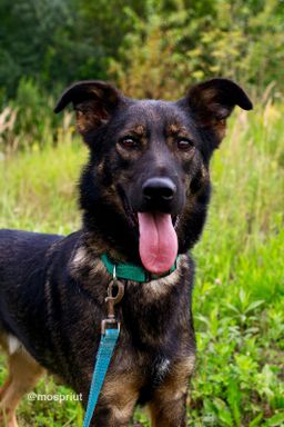 собака Брэд из приюта ищет дом